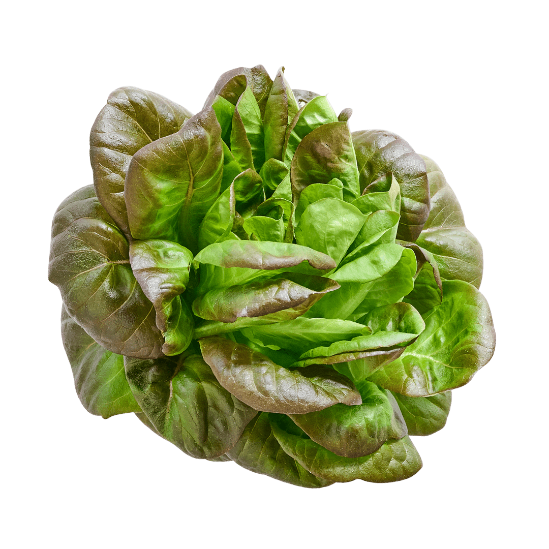 Red Butter Lettuce
