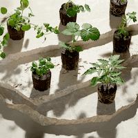 Seedling Bundle - Lettuce Grow
