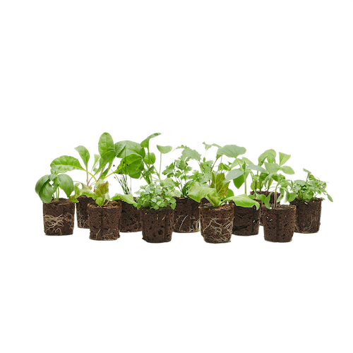 Grow Pack (30 Credits) - Lettuce Grow