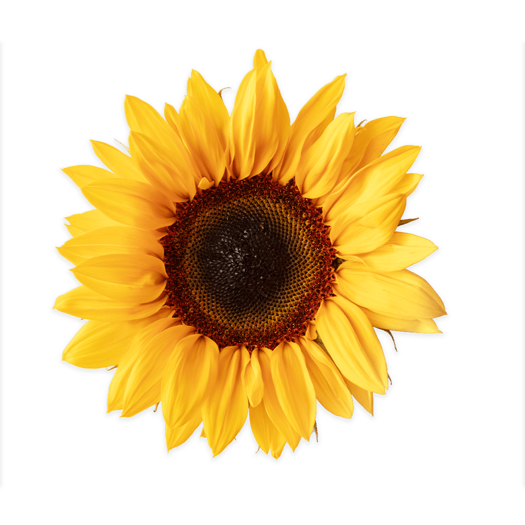 Dwarf Sunflower - Lettuce Grow