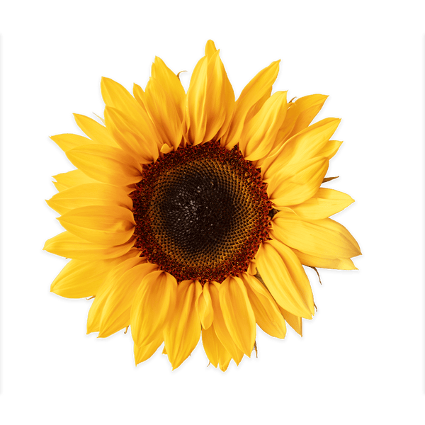 Dwarf Sunflower - Lettuce Grow