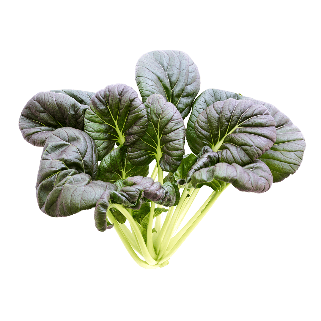 Red Cloud Tatsoi