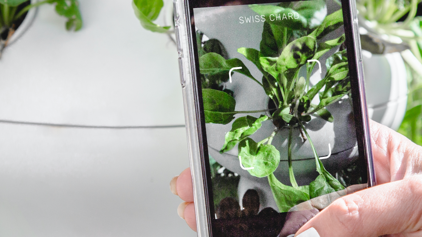 Lettuce Grow - From Anywhere With Our Mobile App