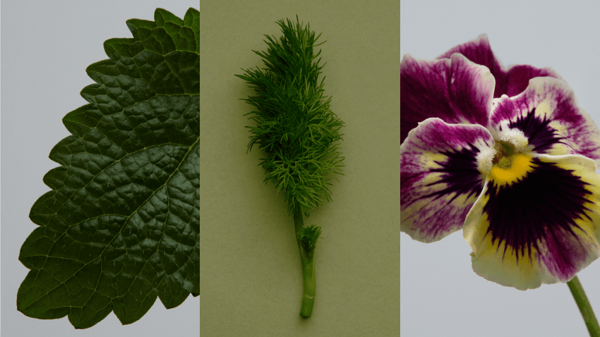 Moonrise Tea Blend ☾ - Lettuce Grow
