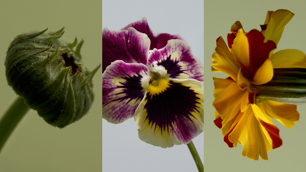 Petal Glow Tea Blend ✿ - Lettuce Grow