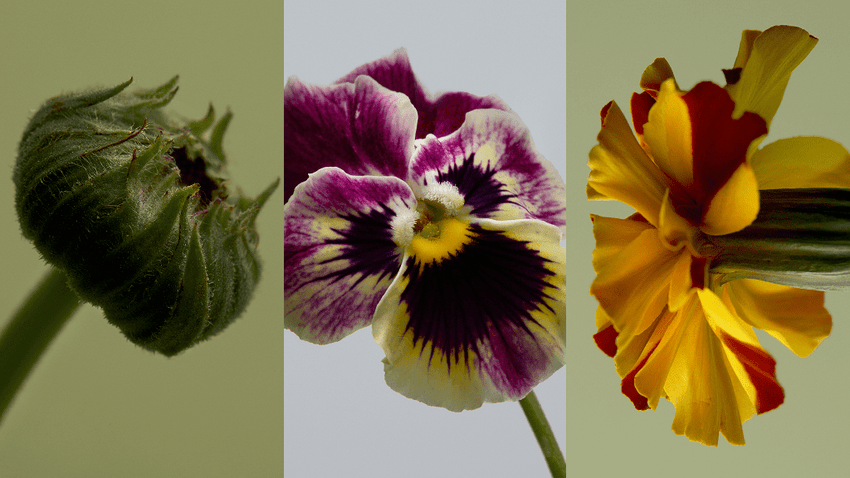 Petal Glow Tea Blend ✿ - Lettuce Grow