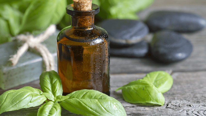 Basil Oil - Lettuce Grow