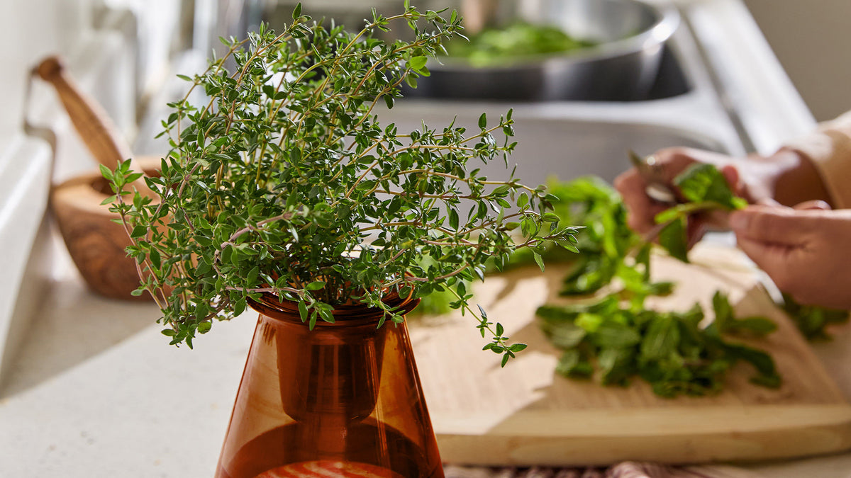 How to Harvest Tea Herbs So They Keep Coming Back