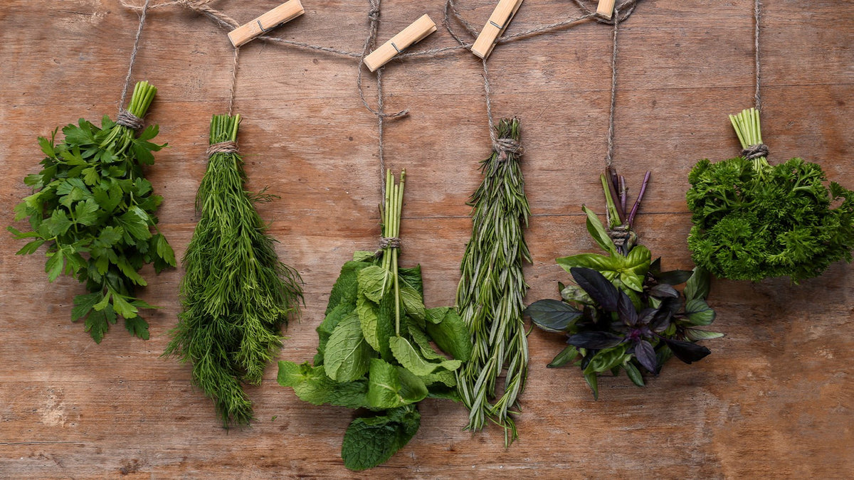How to Dry Tea Herbs at Home (and Keep Them Tasting Fresh) - Lettuce Grow