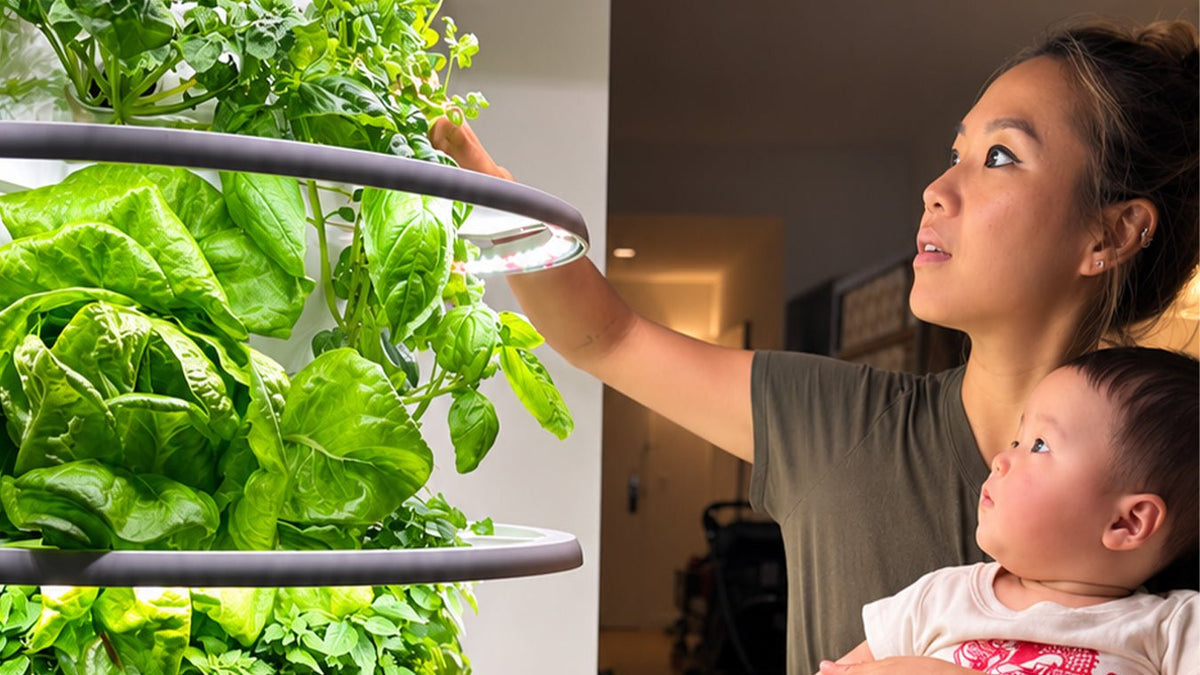 Q&A: Hand Taste, Homegrown - Lettuce Grow