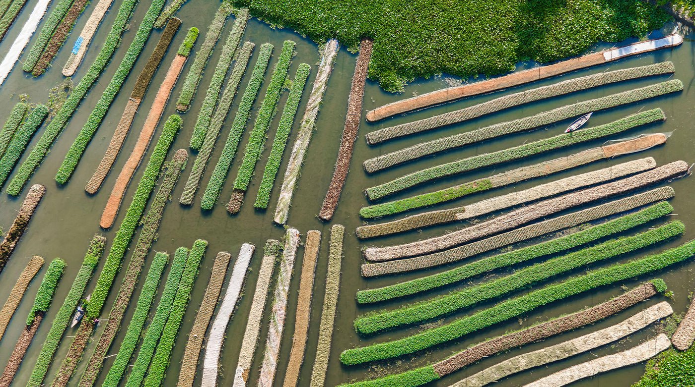 Hydroponics has deeper roots than you think - Lettuce Grow