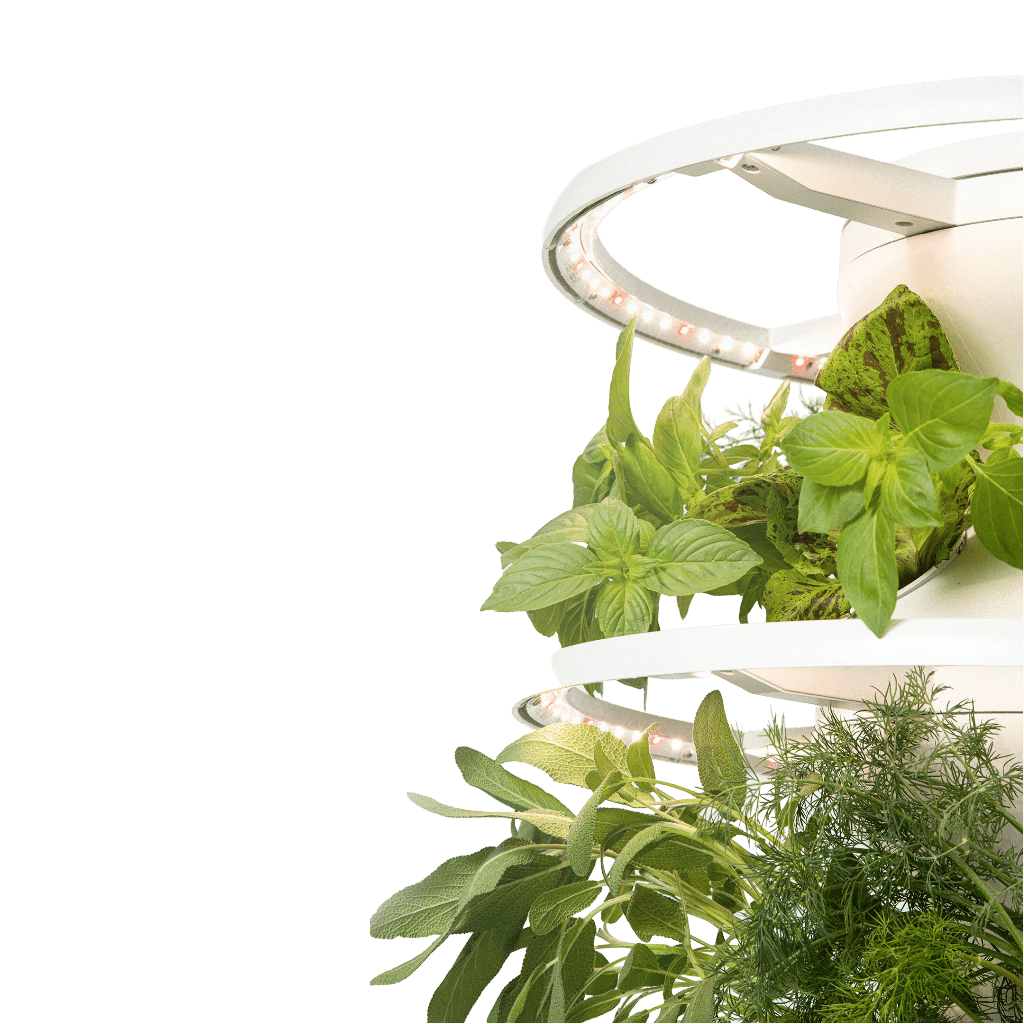 Glow Rings® Kit - Lettuce Grow