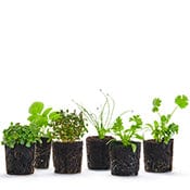 Counterstand Seedling Pack