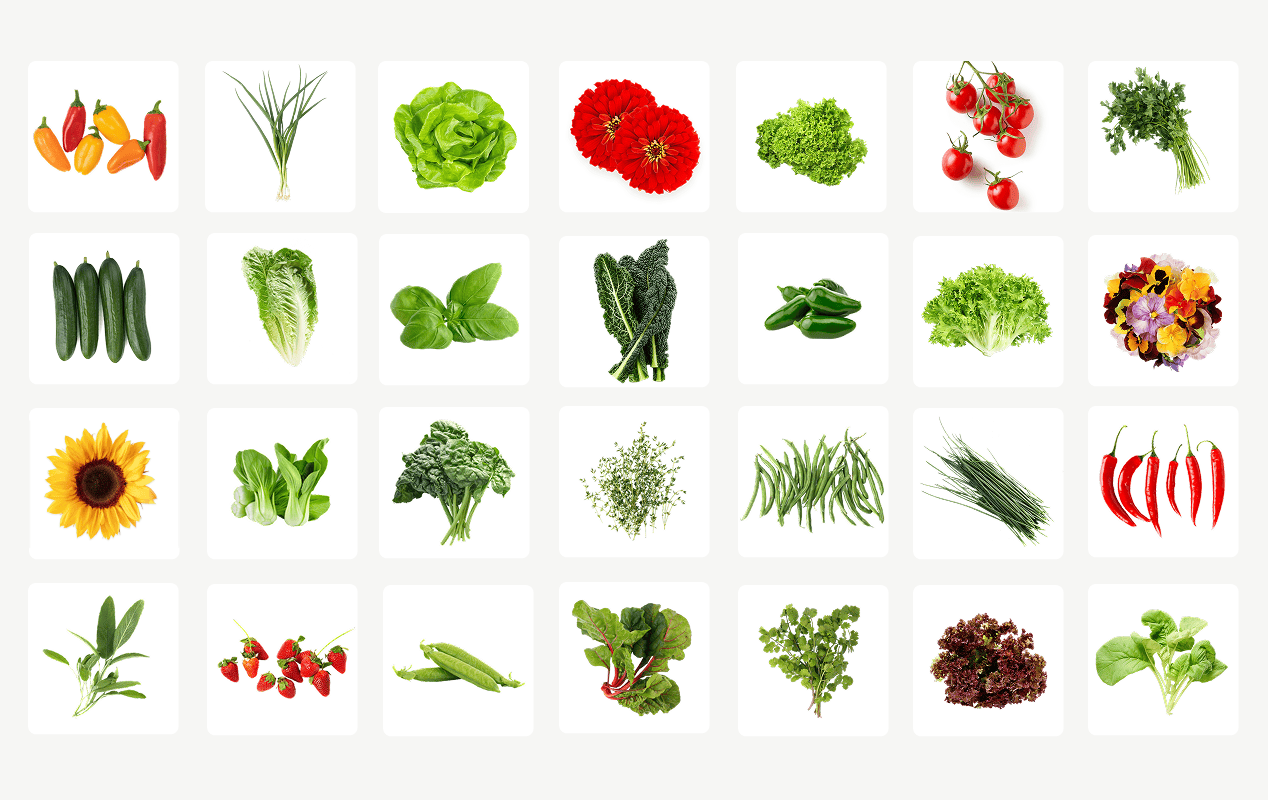 Original Farmstand - Lettuce Grow