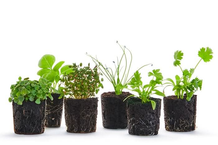 250 SEEDLING CREDITS - Lettuce Grow