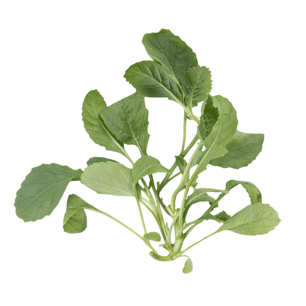 Wasabi Arugula