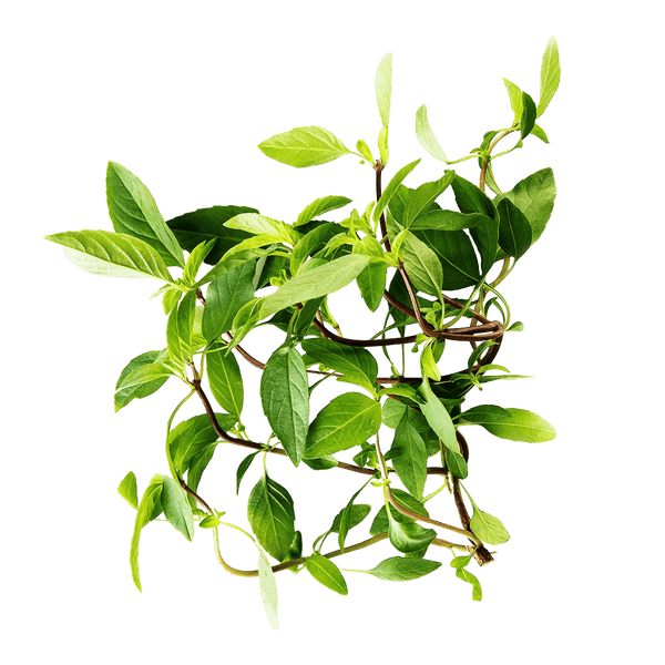 Thai Basil