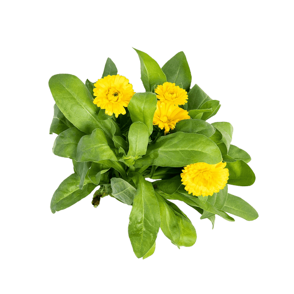 Calendula