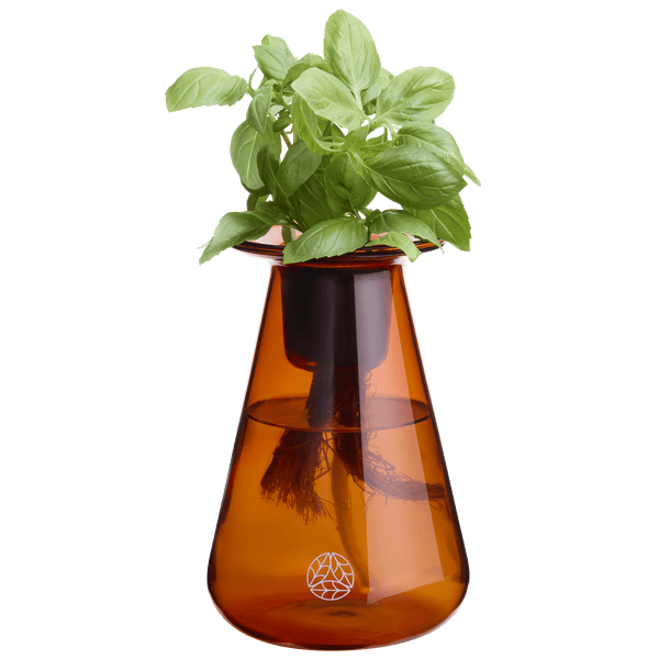 Single Counterstand - Lettuce Grow