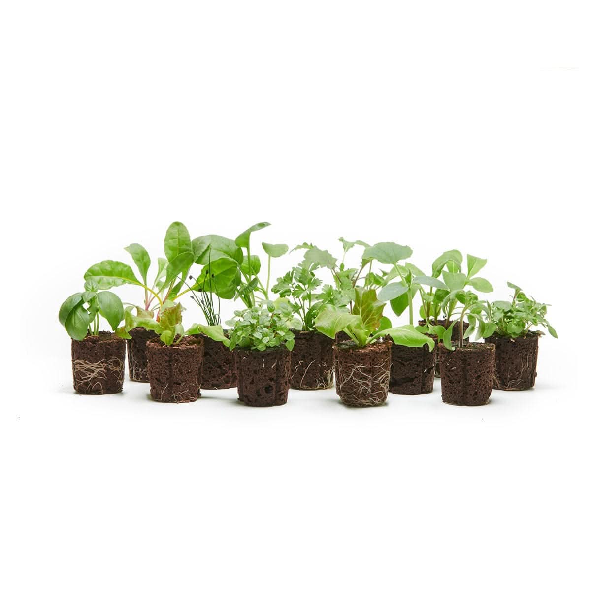 Credit for 1 Plants ($3.99) - Lettuce Grow