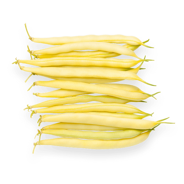 Gold Rush Bean