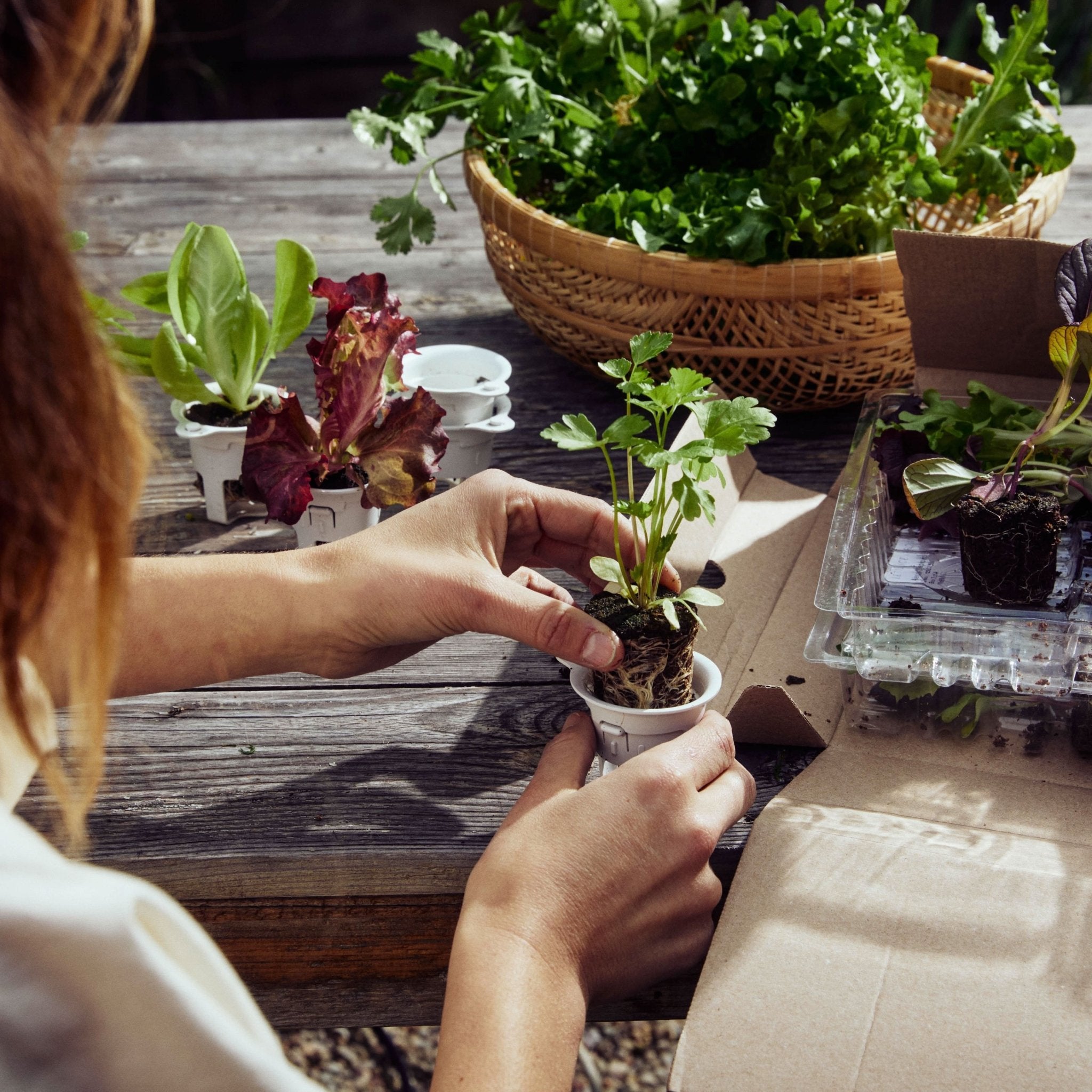 Plant ID Grow Cups (12-Pack) - Lettuce Grow