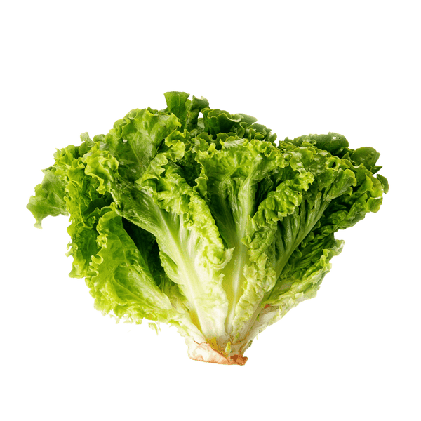 Muir Summer Lettuce