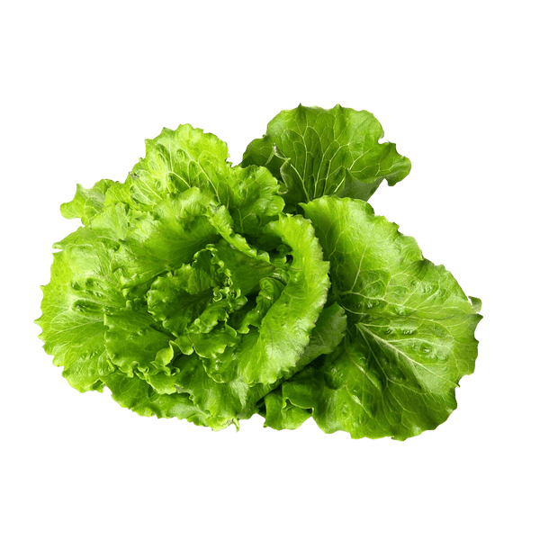 Summer Crisp Lettuce