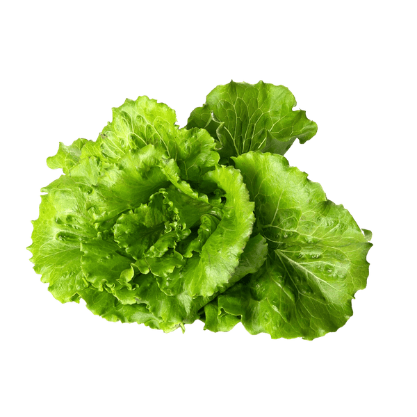 Lettuce-Summer-Crisp-