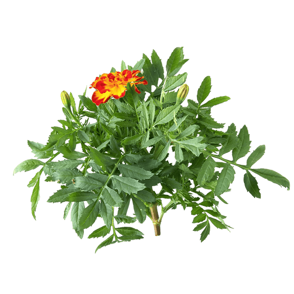 Marigold