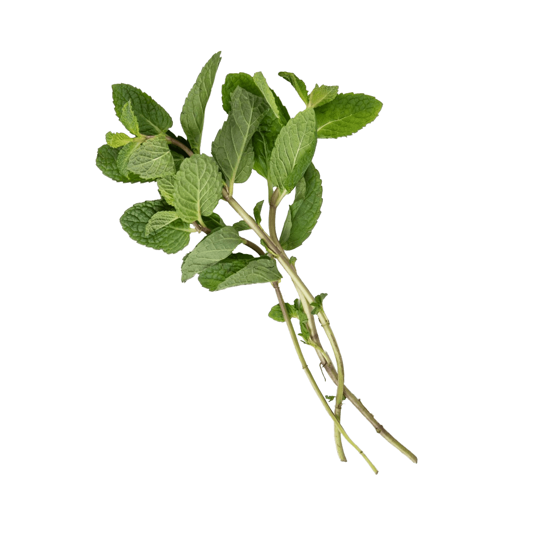 Spearmint