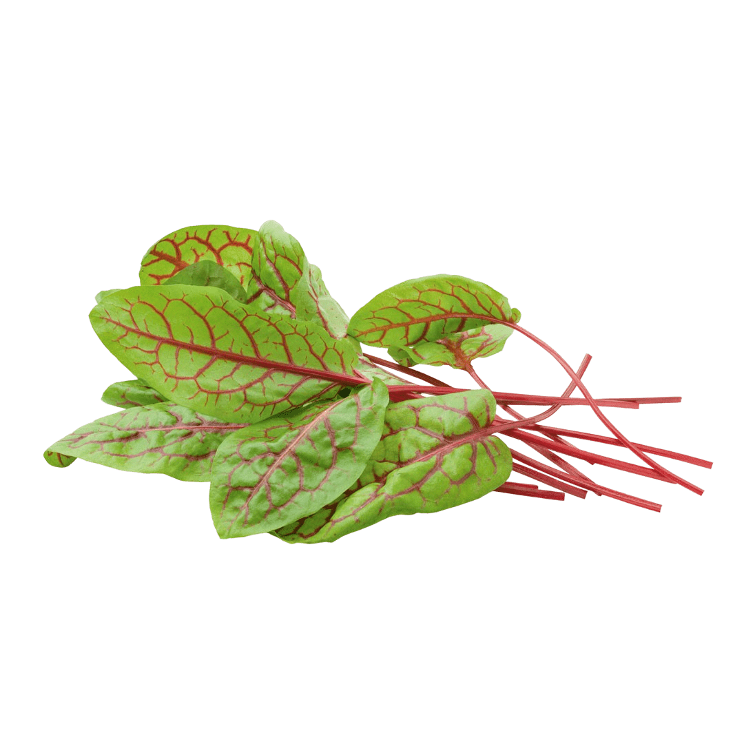 Sorrel