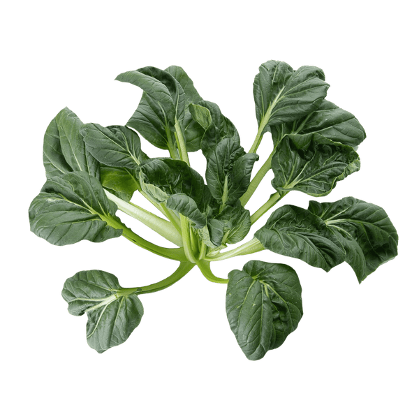 Tatsoi