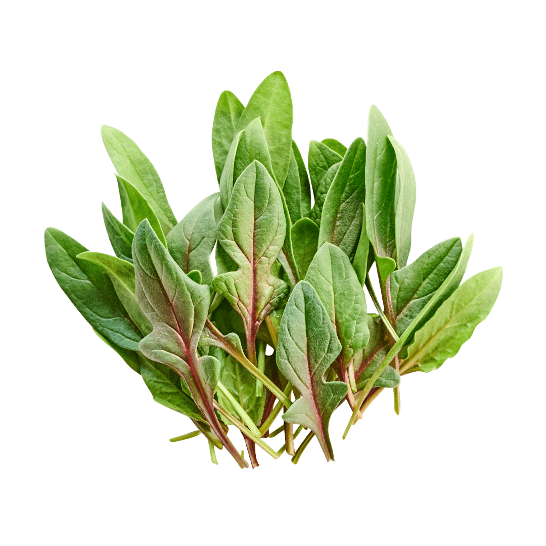 Red Spinach