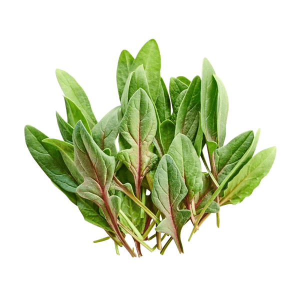 Red Spinach