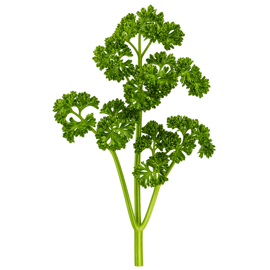 Curly Parsley