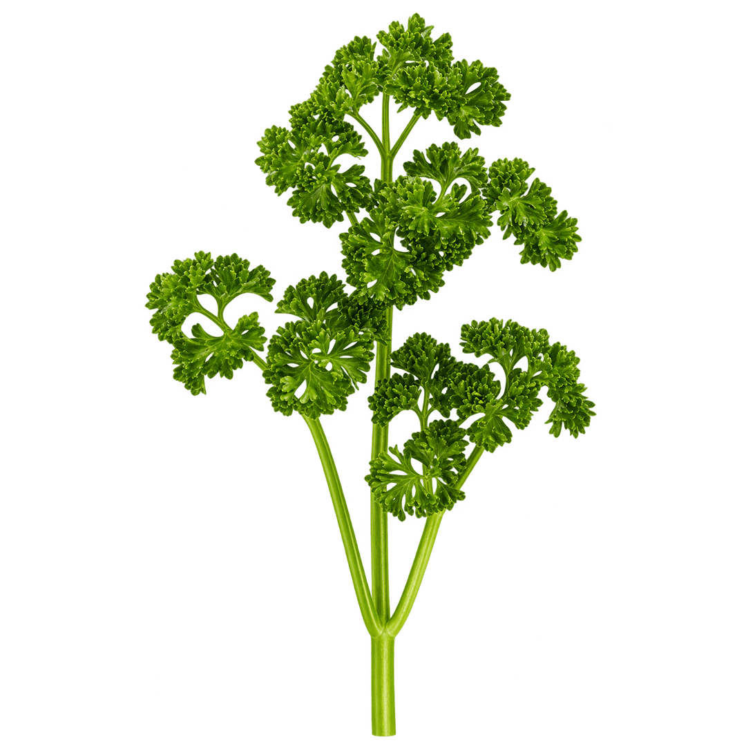 Curly Parsley - Lettuce Grow