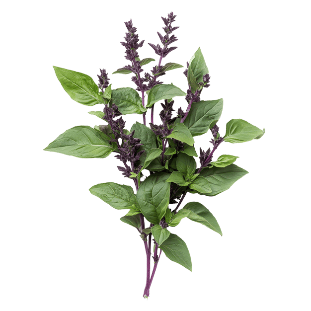 Holy Basil - Lettuce Grow