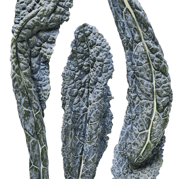 Dazzling Blue Kale