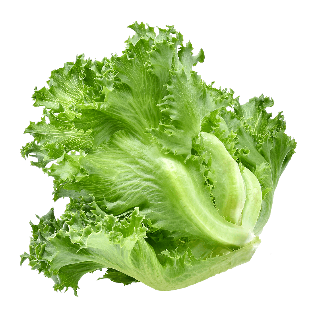 Crunchy Leaf Lettuce