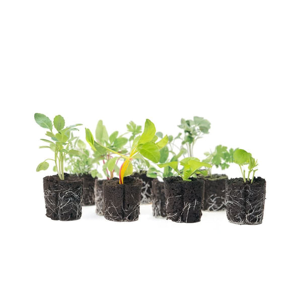 12-Plant Seasonal Variety Pack - Lettuce Grow