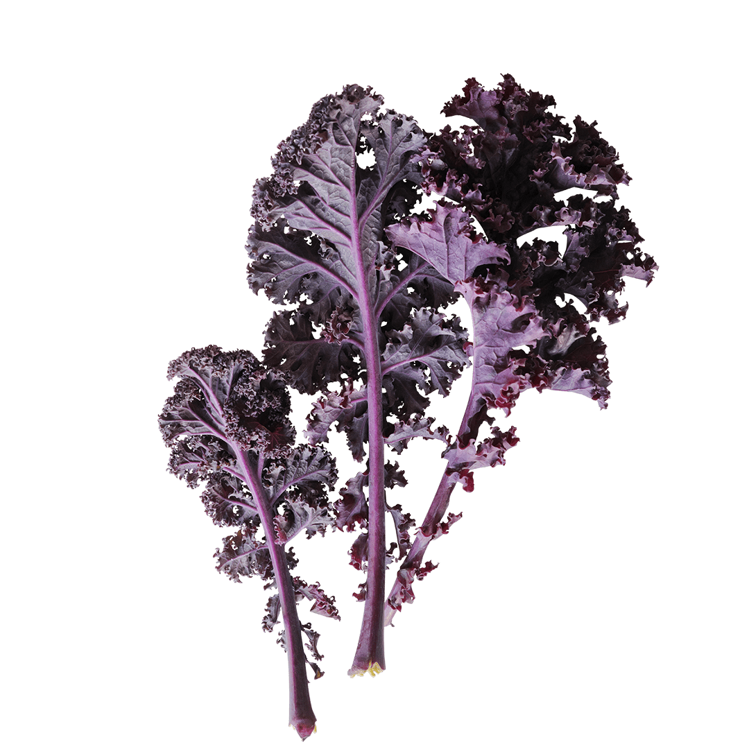 Red Russian Kale