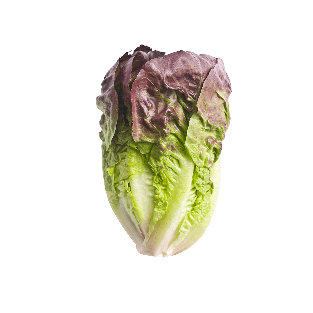 Truchas Mini Romaine Lettuce
