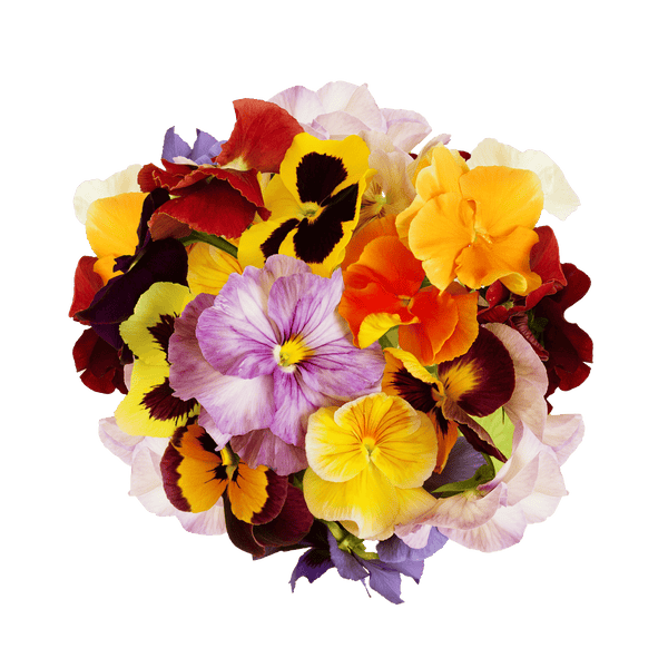 Viola Mix